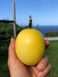 Lilikoi Tea Cakes 4ct Box