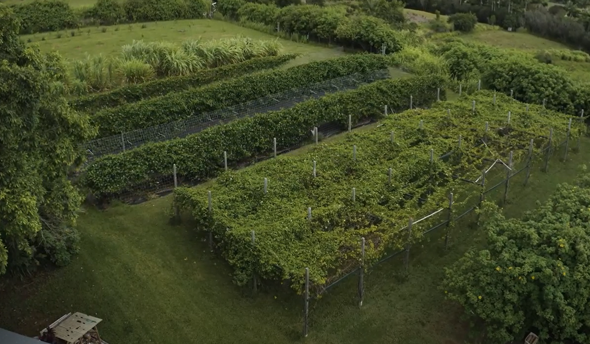 Lilikoi - Soft Dried Passion Fruit 3.5oz