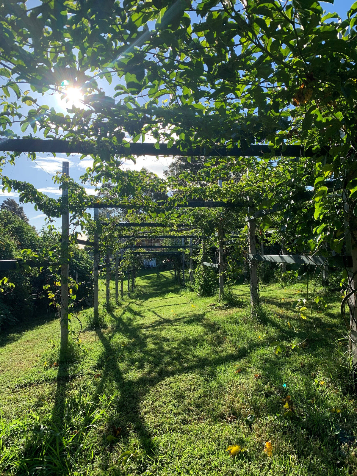 Lilikoi - Soft Dried Passion Fruit 3.5oz