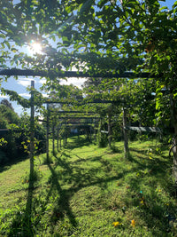 Lilikoi - Soft Dried Passion Fruit 3.5oz